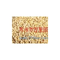 供应马尾松仁