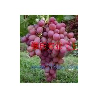 供应葡萄皮红