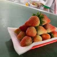 草莓零售批发均可、新鲜速达