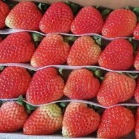 基地直发草莓