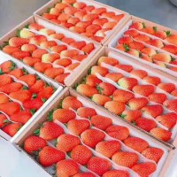 各种规格草莓大量供应，自有基地