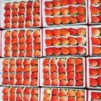 草莓产地直发