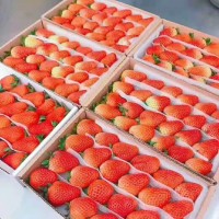 供应新鲜草莓