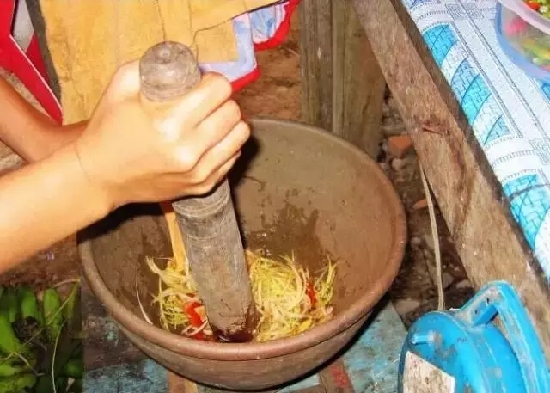 未成熟的青芒果被称为情人果。是集“色”、“香”、“味”和“营养”为一身的果中佳品，含有大量的营养元素。