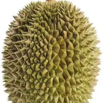 马来西亚苏丹王榴莲D24